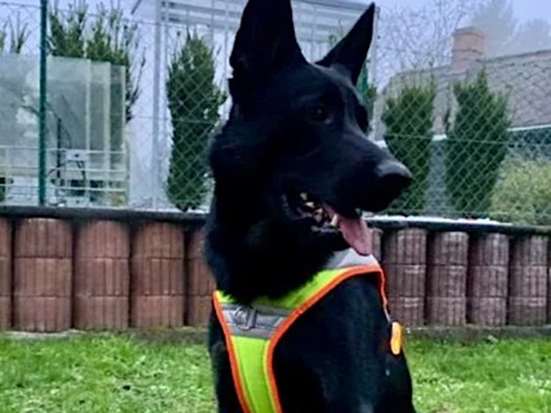 Großer Hund mit reflektierendem Geschirr