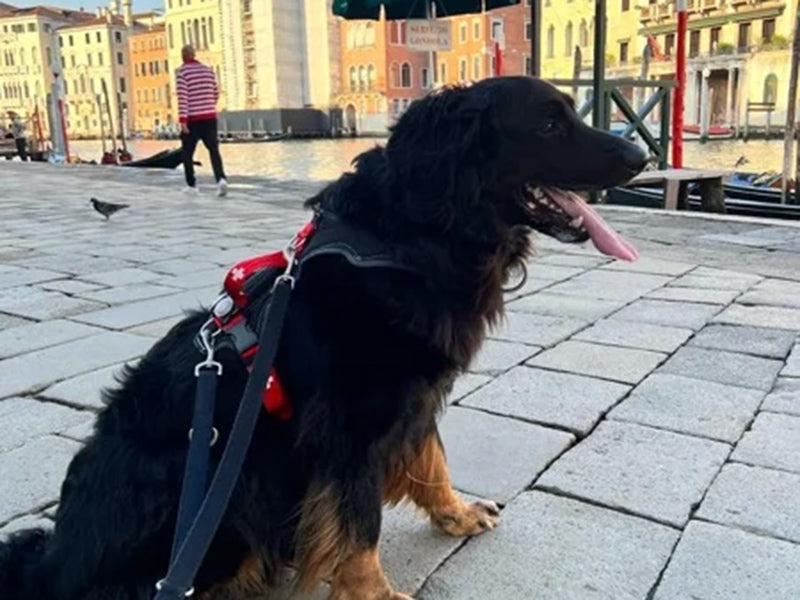 Großer Hund mit robustem Geschirr