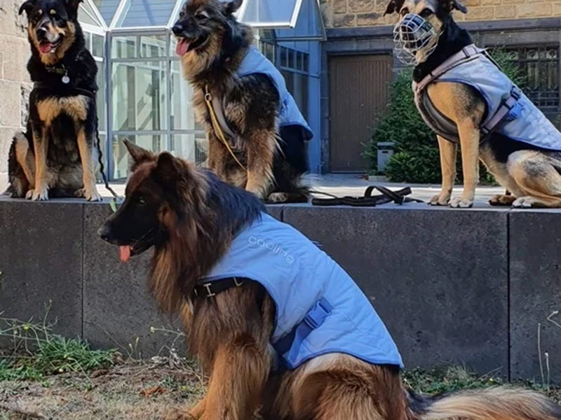 Vier große Hunde mit Ausrüstung