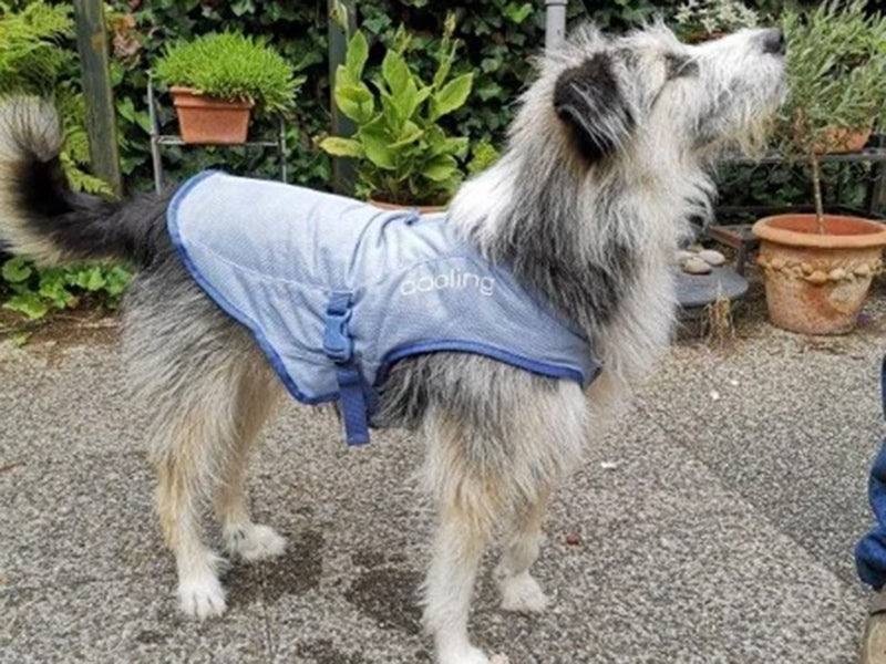 Großer Hund mit Hundemantel