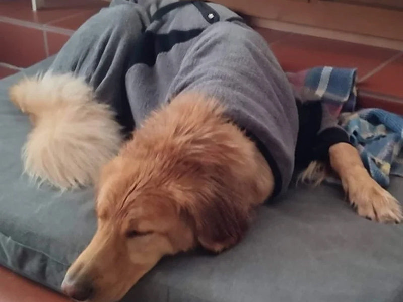 Großer Hund mit Hundemantel liegend