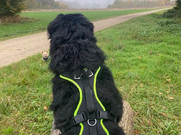Großer Hund mit Geschirr draußen