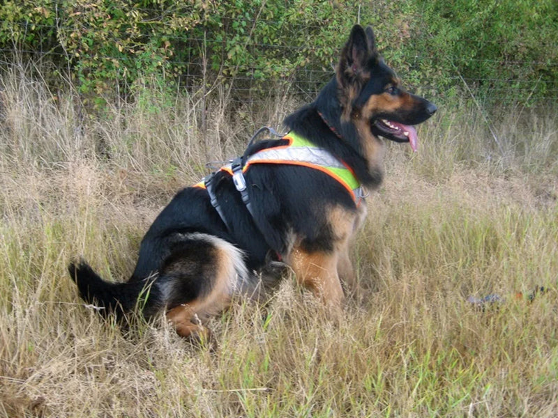 Großer Hund mit Sicherheitsgeschirr