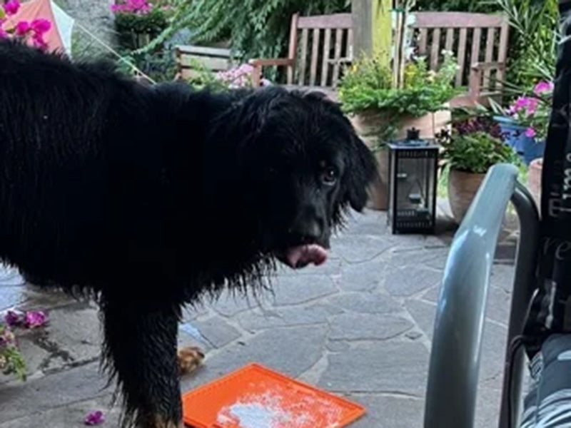 Großer Hund mit Schleckmatte draußen