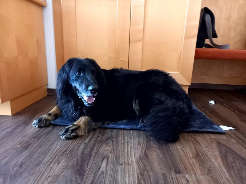 Großer Hund auf Hundematte liegend