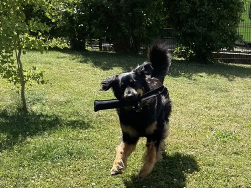 Großer Hund mit Hundeleine draußen