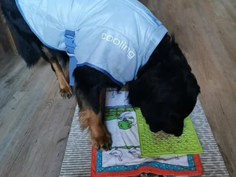 Großer Hund mit Kühlweste frisst