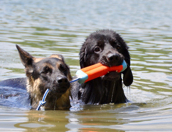 Hovawart und Schäferhund mit Schwimmspielzeug