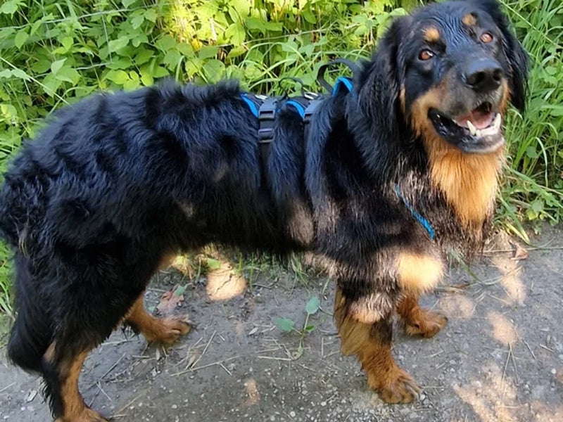 Großer Hund mit robustem Geschirr