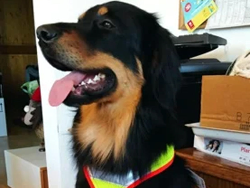 Großer Hund mit reflektierendem Halsband