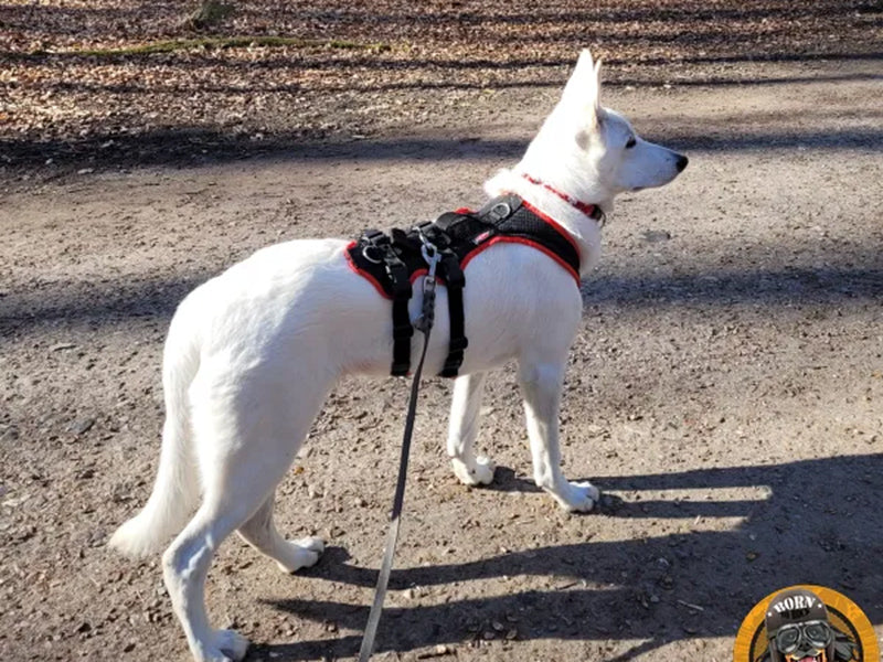 Großer Hund mit robustem Geschirr