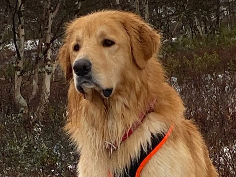 Großer Hund mit Outdoor-Geschirr