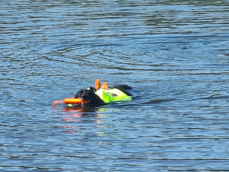 Großer Hund mit Schwimmweste schwimmt