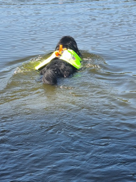 Schwimmweste an einem Hovawart im wasser