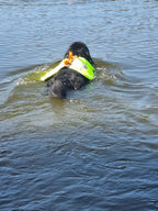 Schwimmweste an einem Hovawart im wasser