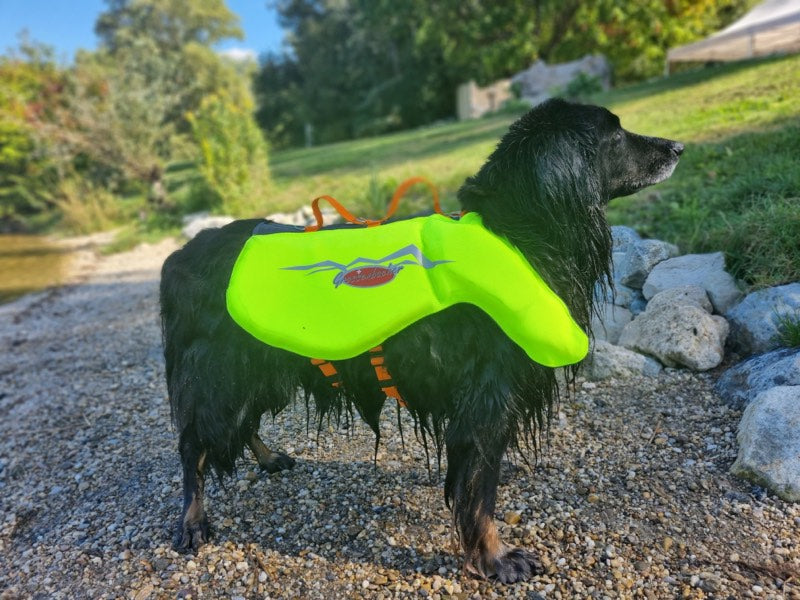 Schwimmweste an einem großen Hund am Strand