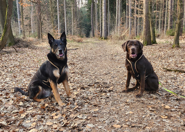 Gemini hat gesagt Ein natürliches Foto von zwei Hunden, einem schwarz-braunen Deutschen Schäferhund links und einem schokoladenbraunen Labrador Retriever rechts, die parallel auf einem mit Laub bedeckten Waldweg sitzen. Beide Hunde tragen gut sichtbare Grossenbacher Geschirre in Beige/Khaki-Farbe. Der Schäferhund blickt nach vorne mit aufrechten Ohren, der Labrador blickt ebenfalls nach vorne und hat eine neon-grüne Leine an seinem Geschirr. Der Hintergrund zeigt einen Waldweg, der tiefer in einen Nadelwal…