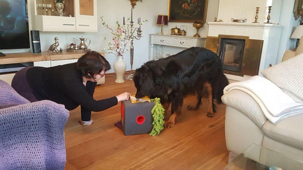 Die SNIFF Box mit einem Hovawart zu Hause