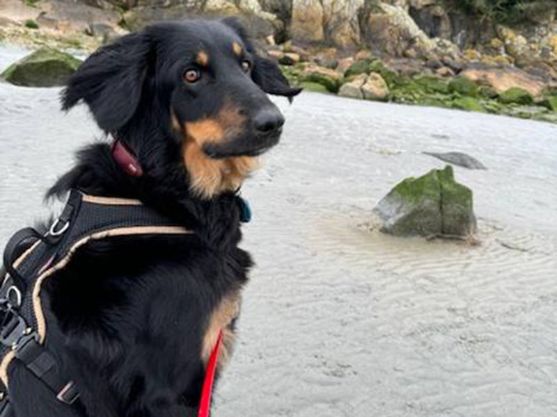 Großer Hund mit robustem Geschirr