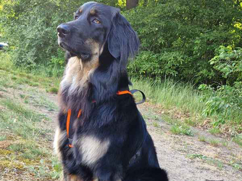Großer Hund mit Geschirr draußen