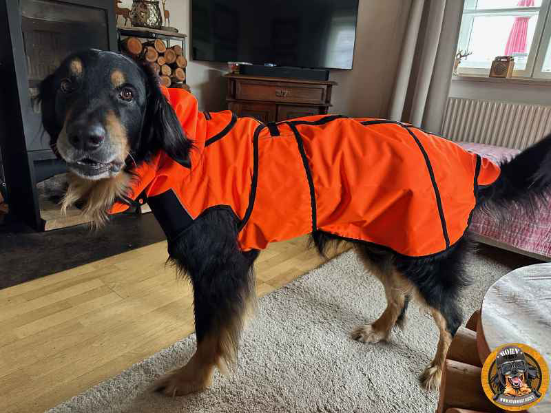 Großer Hund mit orangem Mantel