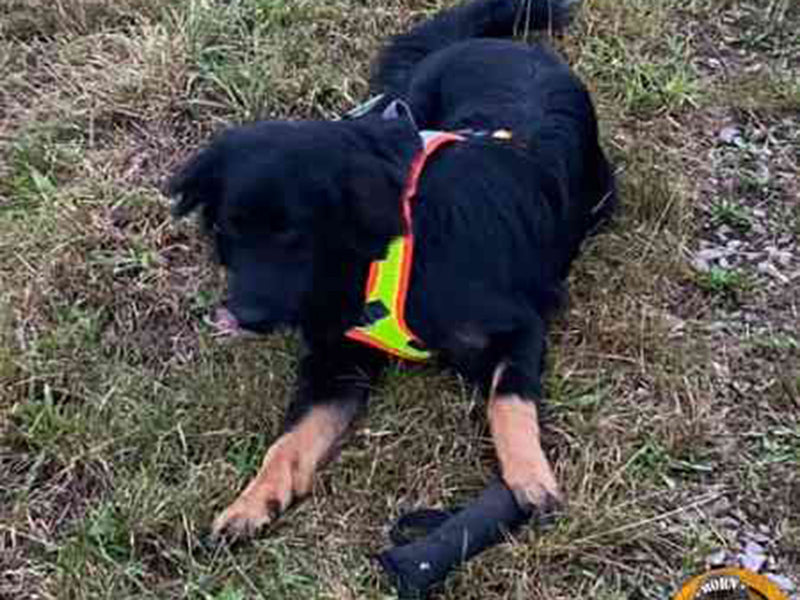 Großer Hund mit Sicherheitsgeschirr draußen