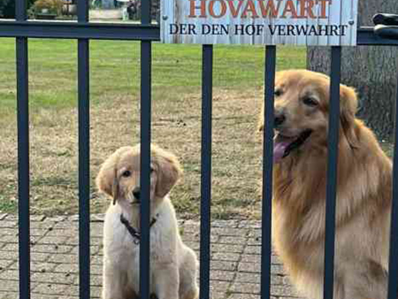 Zwei große Hunde hinter Zaun