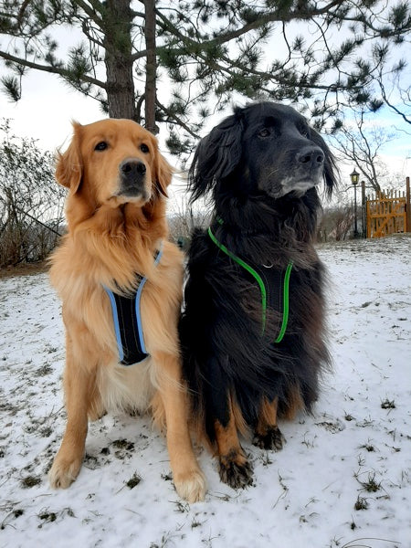 Schwarzer und blonder Hovawart mit Grossenbacher Geschirren aus dem Hovawart-Shop