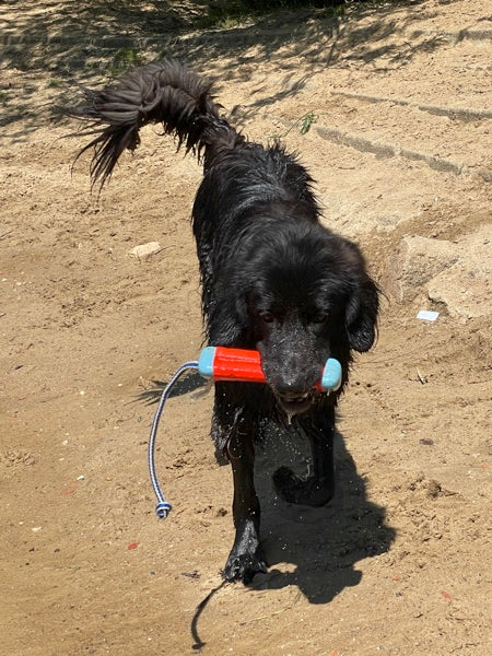 Hovawart mit einem Wasserspielzeug