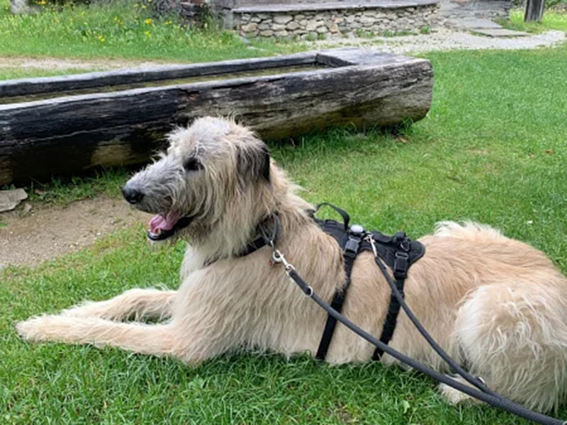 Großer Hund mit stabilem Geschirr