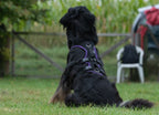 Support Hundegeschirr an einem Hovawart