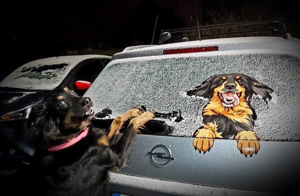 Hovawart Aufkleber auf einem Auto im Winter