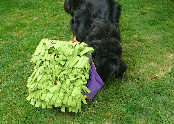 Hovawart mit der Sniffbox von Knauders