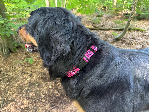 Großer Hund mit robustem Halsband