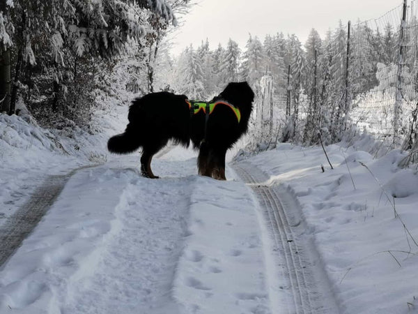 Hovawart im Winter mit einem Grossenbacher Night Geschirr
