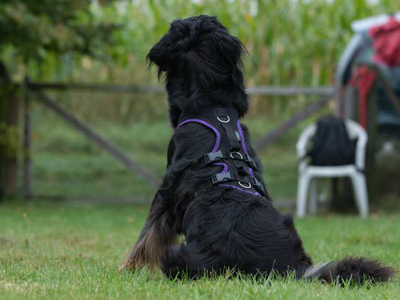 Großer Hund mit stabilem Geschirr