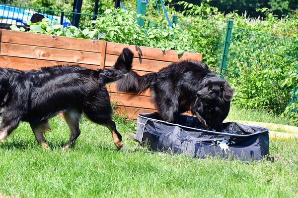Zwei Hovawarte im Hundepool
