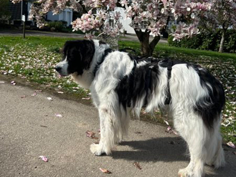 Großer Hund mit Hundegeschirr draußen