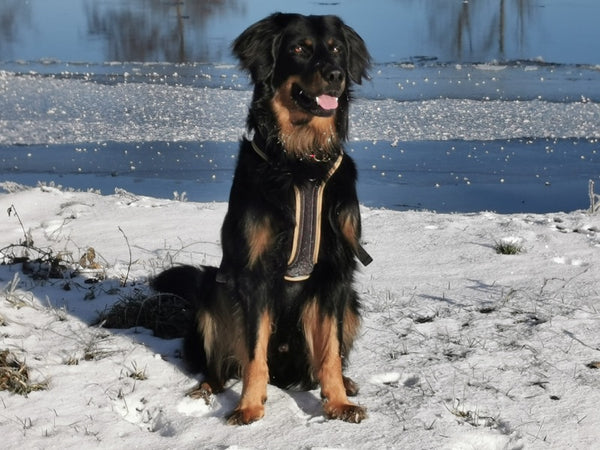 Hovawart_KD_140202011