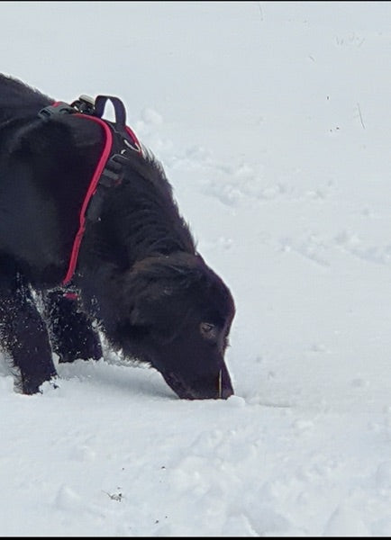 Hovawart im Schnee