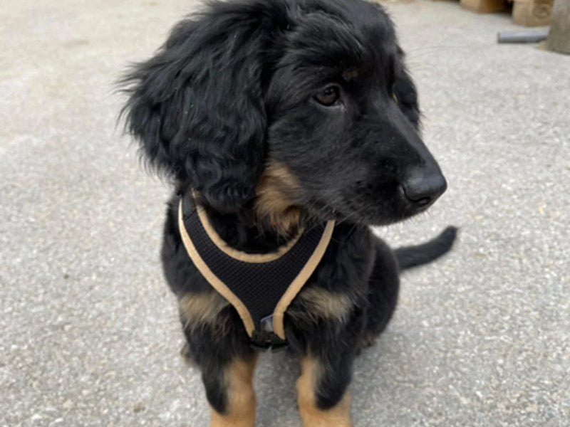 Schwarzer Hund mit Hundegeschirr