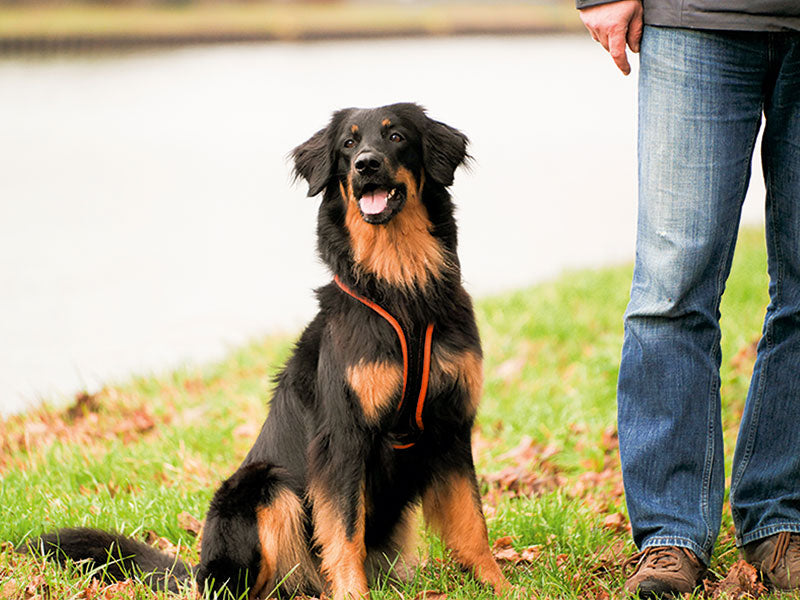 Großer Hund mit Geschirr draußen
