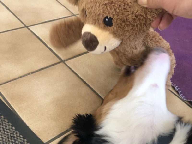 Hund spielt mit Plüschtier Bär