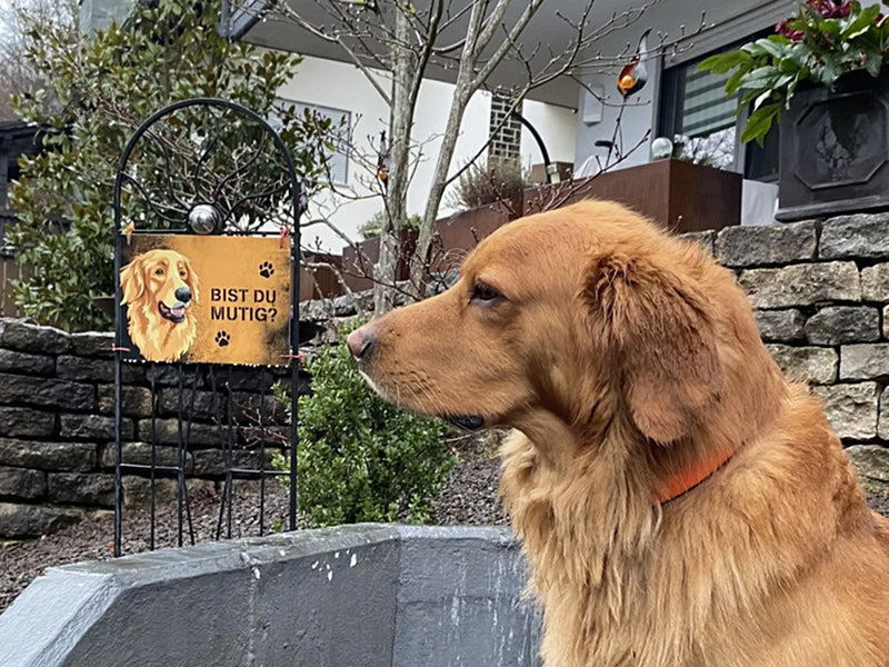 Großer Hund mit Halsband draußen