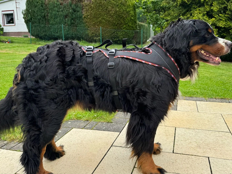 Großer Hund mit Hundegeschirr draußen
