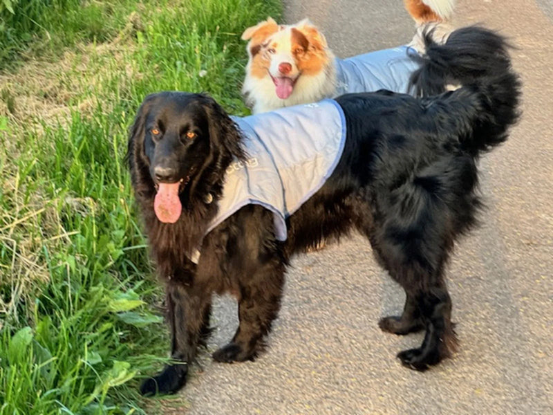 Zwei große Hunde mit Hundemänteln