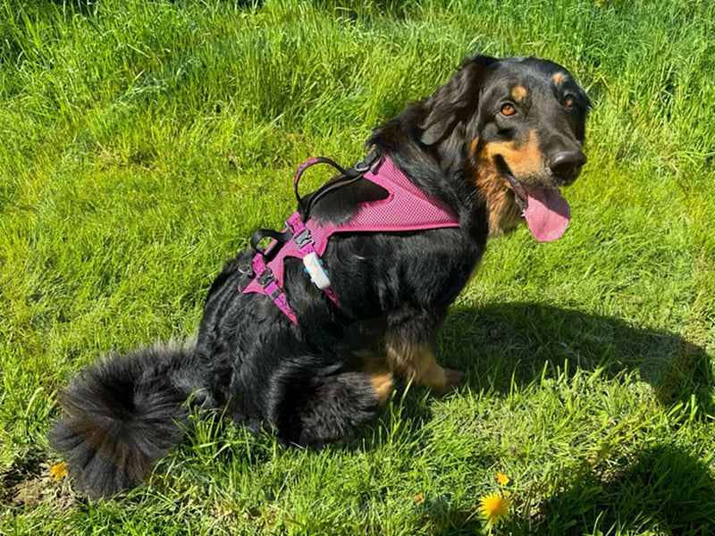 Großer Hund mit Hundegeschirr draußen