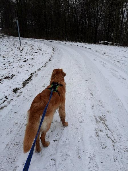 Hovawart mit Grossenbacher Geschirr im Schnee