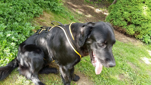 Grossenbacher Support in sonnengelb an einem schwarzen Hund