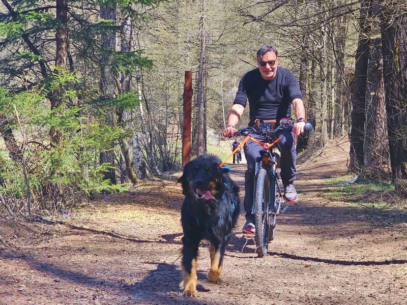 Mann fährt Fahrrad mit großem Hund